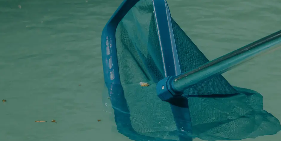 punaise d'eau piscine