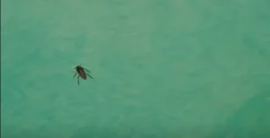 punaise d'eau piscine