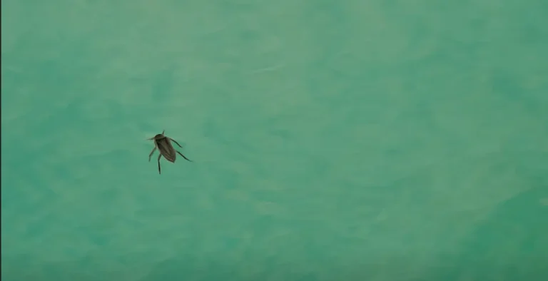 punaise d'eau piscine