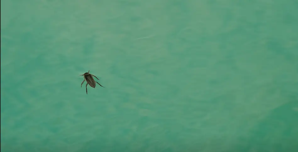 punaise d'eau piscine
